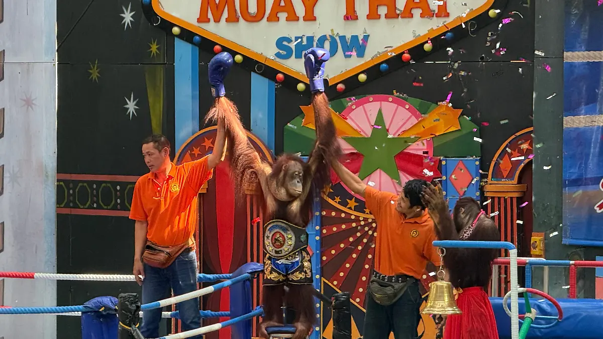ARCHIV - 25.02.2026, Thailand, Bangkok: Ein Orang-Utan muss in einer der umstrittenen „Boxing Shows” im Vergnügungspark Safari World bei Bangkok auftreten und für die Zuschauer posieren. In Südostasien werden die bedrohten Menschenaffen nach wie vor für Shows zur Unterhaltung von Touristen missbraucht.