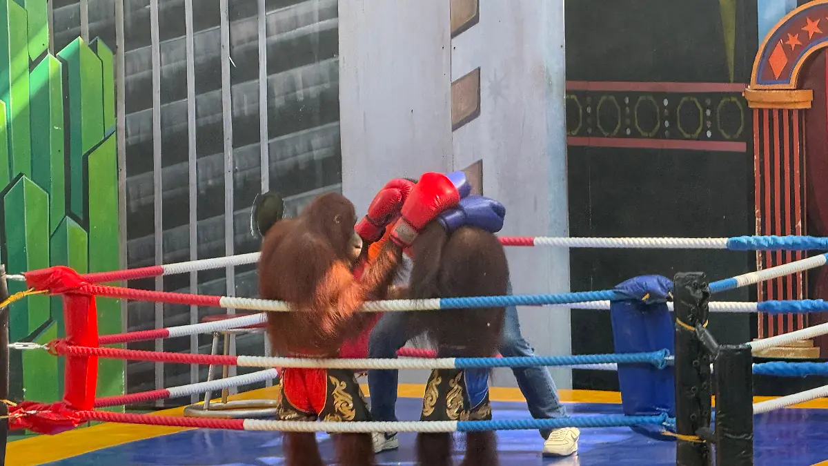 ARCHIV - 25.02.2026, Thailand, Bangkok: Orang-Utans müssen bei einer der umstrittenen „Boxing Shows” im Vergnügungspark Safari World bei Bangkok gegeneinander antreten und für die Zuschauer posieren. In Südostasien werden die bedrohten Menschenaffen nach wie vor für Shows zur Unterhaltung von Touristen missbraucht.
