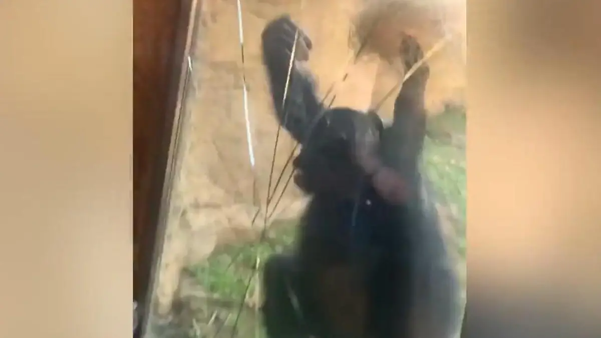 Affe zerstört Zooscheibe – weil Jugendliche ihn provozieren! „Biest kommt direkt auf uns zu"