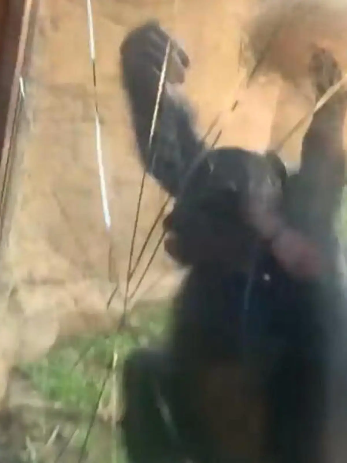 Bild zu: "Affe zerstört Zooscheibe – weil Jugendliche ihn provozieren!"