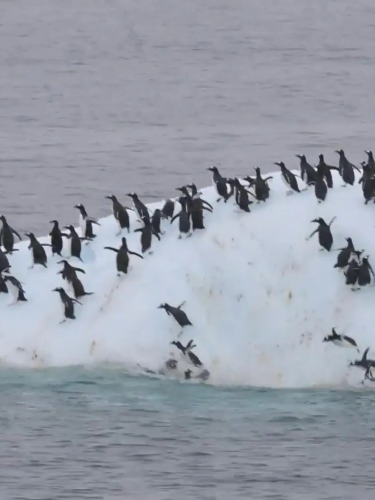 Bild zu: "Plötzlich bewegt sich der Eisberg – Pinguine stürzen ab!"