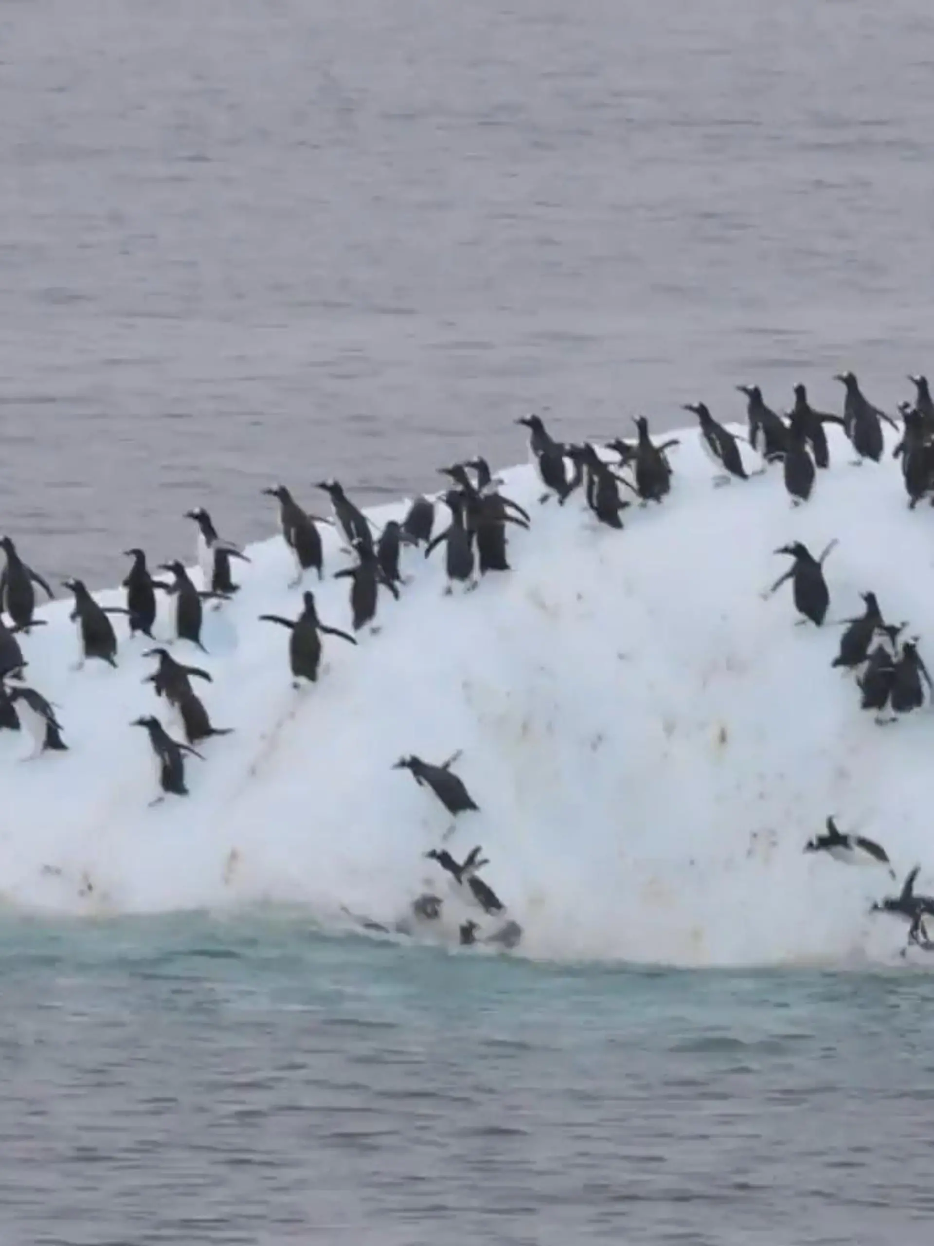 Bild zu: "Plötzlich bewegt sich der Eisberg – Pinguine stürzen ab!"