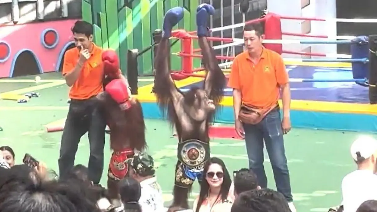 Orang-Utans im Boxring! Attraktion quält Tiere – und Touristen applaudieren Tierschützer entsetzt