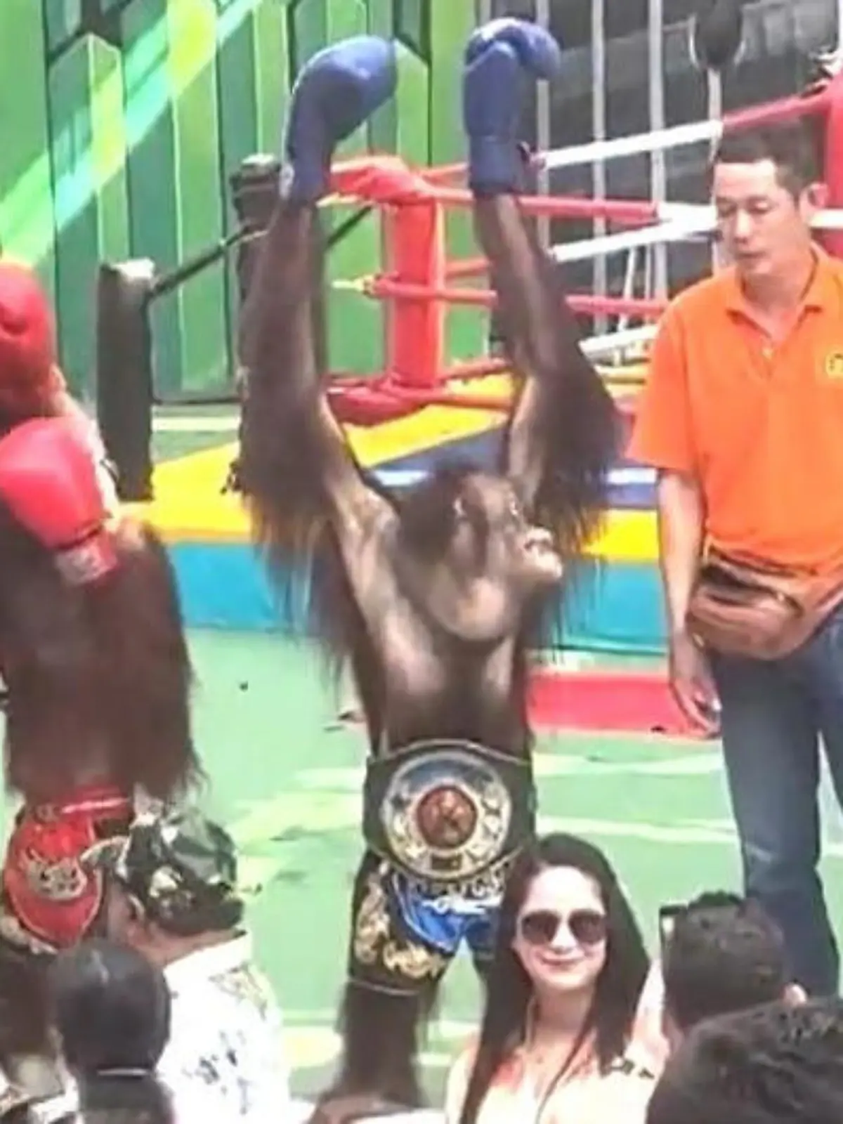 Bild zu: "Orang-Utans im Boxring! Attraktion quält Tiere – und Touristen applaudieren"