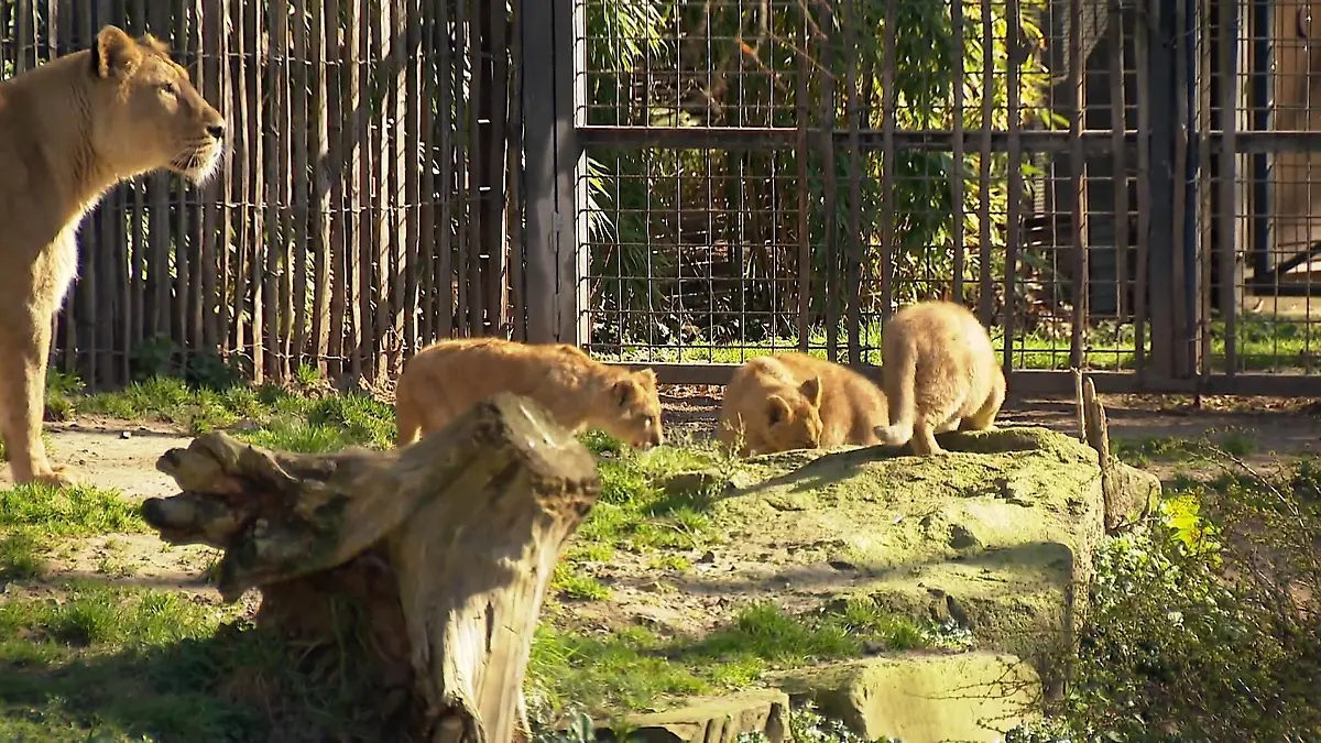 Löwennachwuchs im Kölner Zoo Jungtiere erkunden Außenanlage