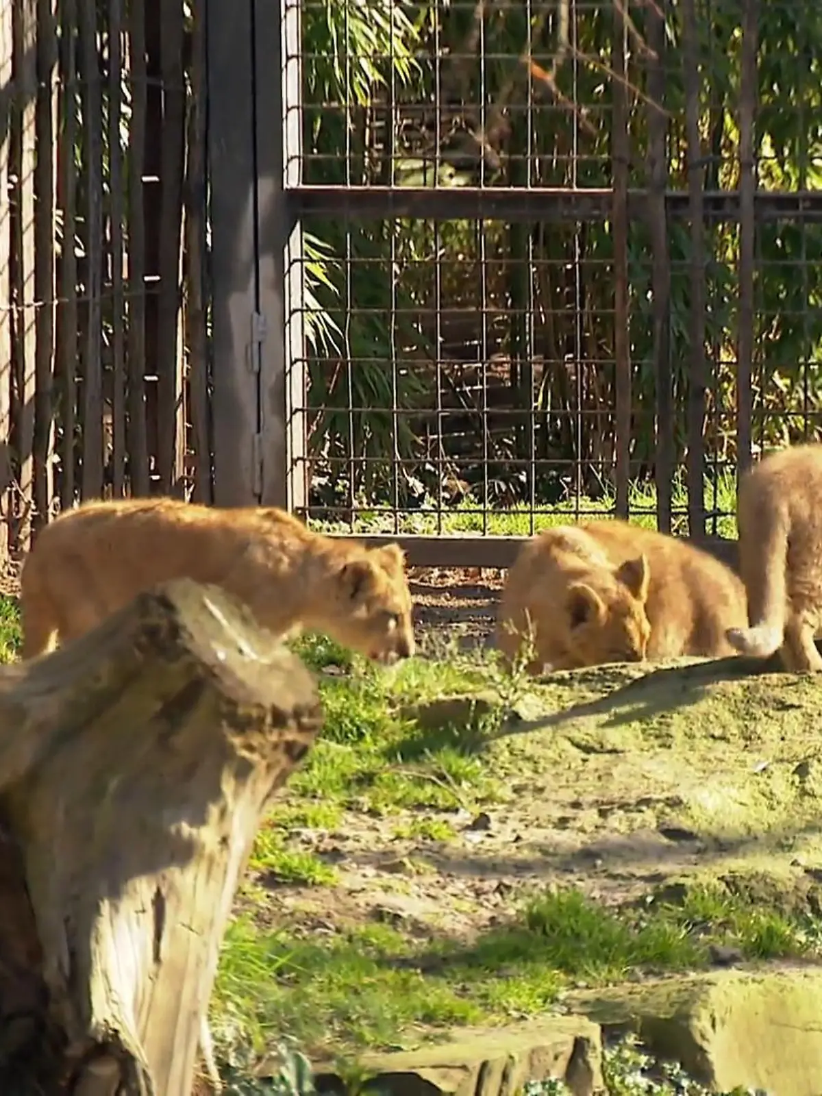 Bild zu: "Löwennachwuchs im Kölner Zoo"