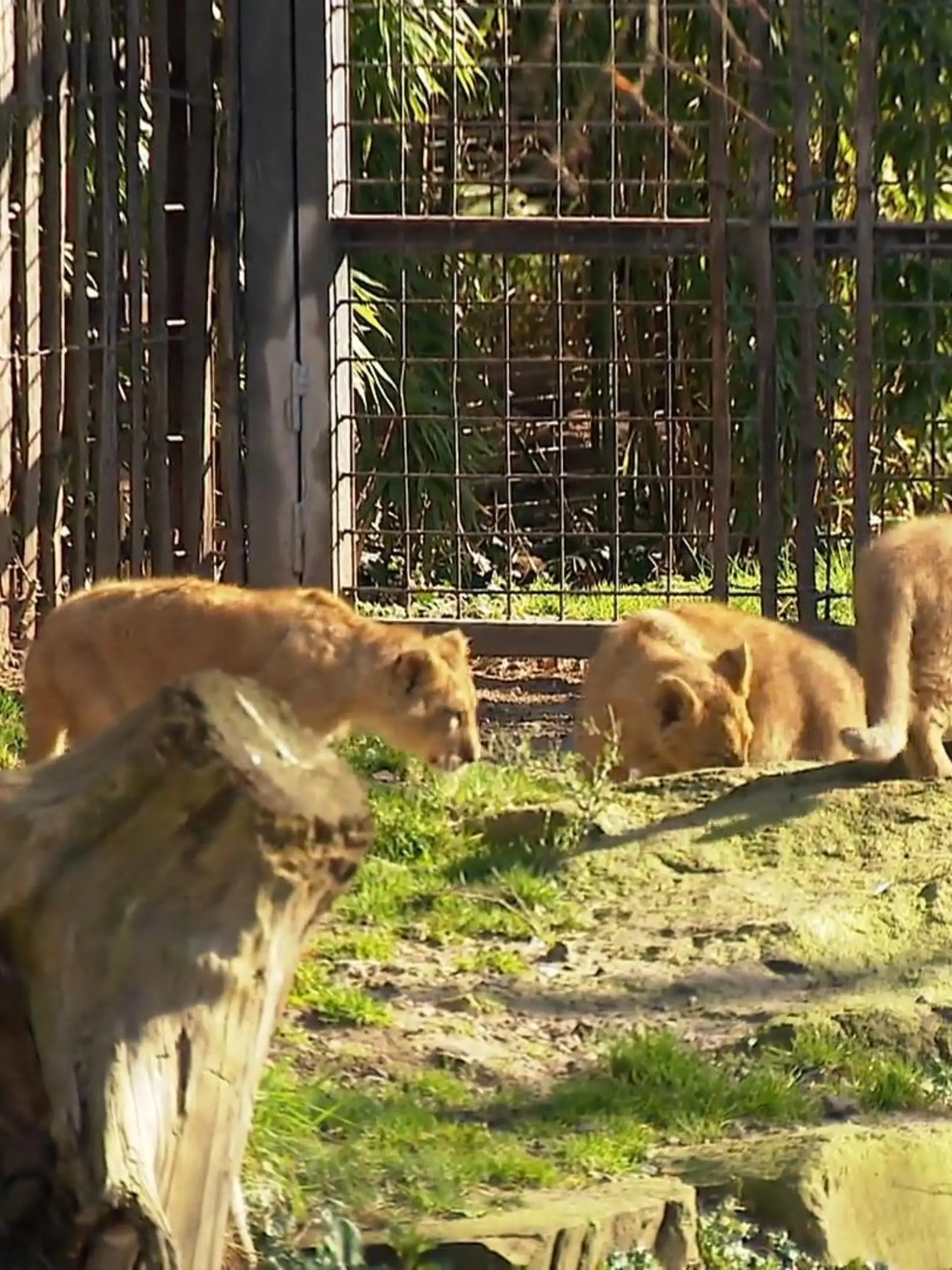 Bild zu: "Löwennachwuchs im Kölner Zoo"