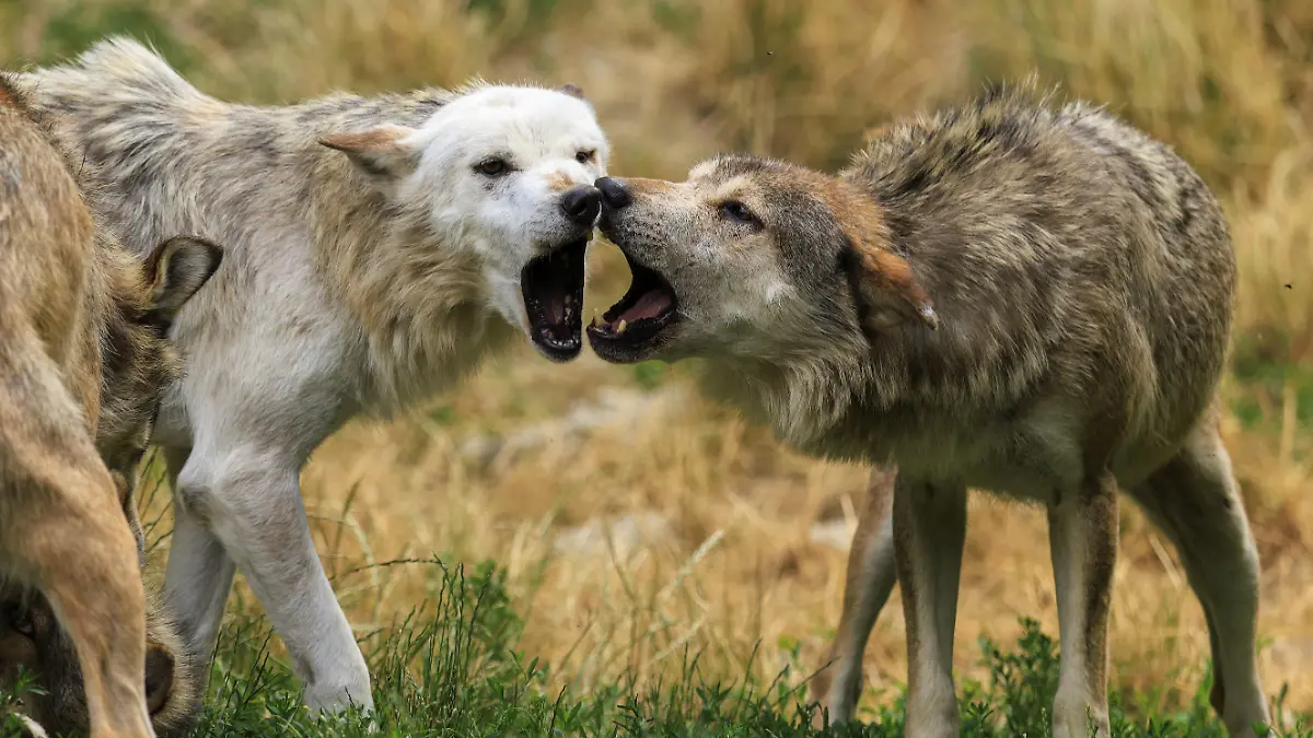 Zwei Wölfe in aggressiver Haltung auf einer Wiese, Timberwolf, Wolf, amerikanischer Wolf, (Canis lupus lycaon), Deutschland
