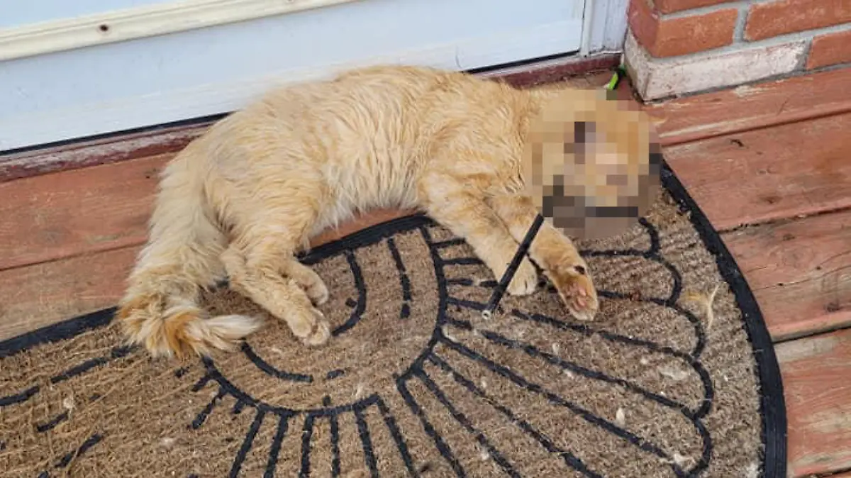 Der Kater Oliver wurde von einem Pfeil durchbohrt.
