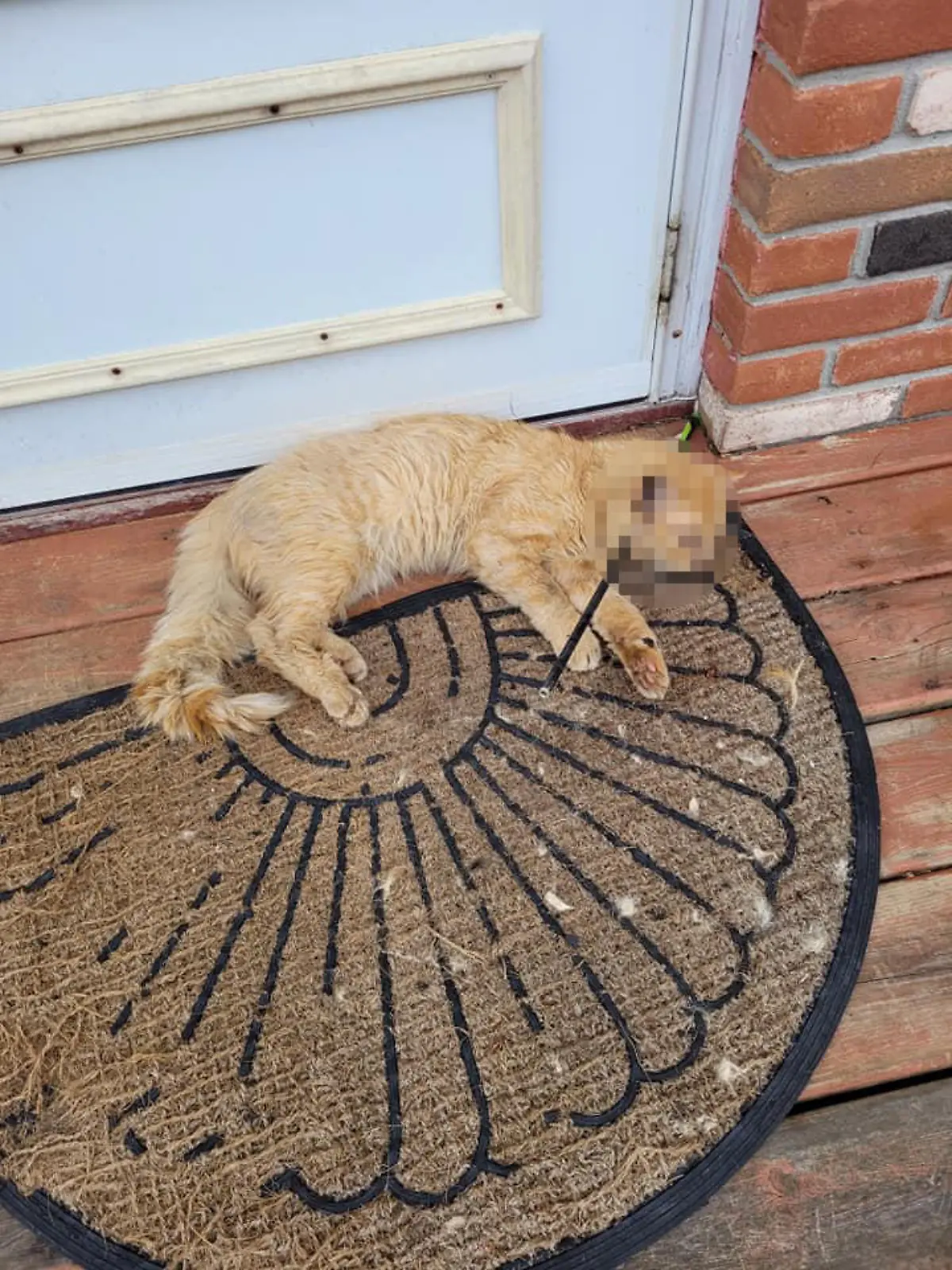 Der Kater Oliver wurde von einem Pfeil durchbohrt.
