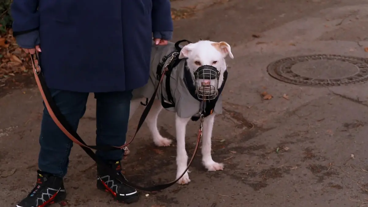 Elvis genießt sein spätes Glück Endlich vermittelt