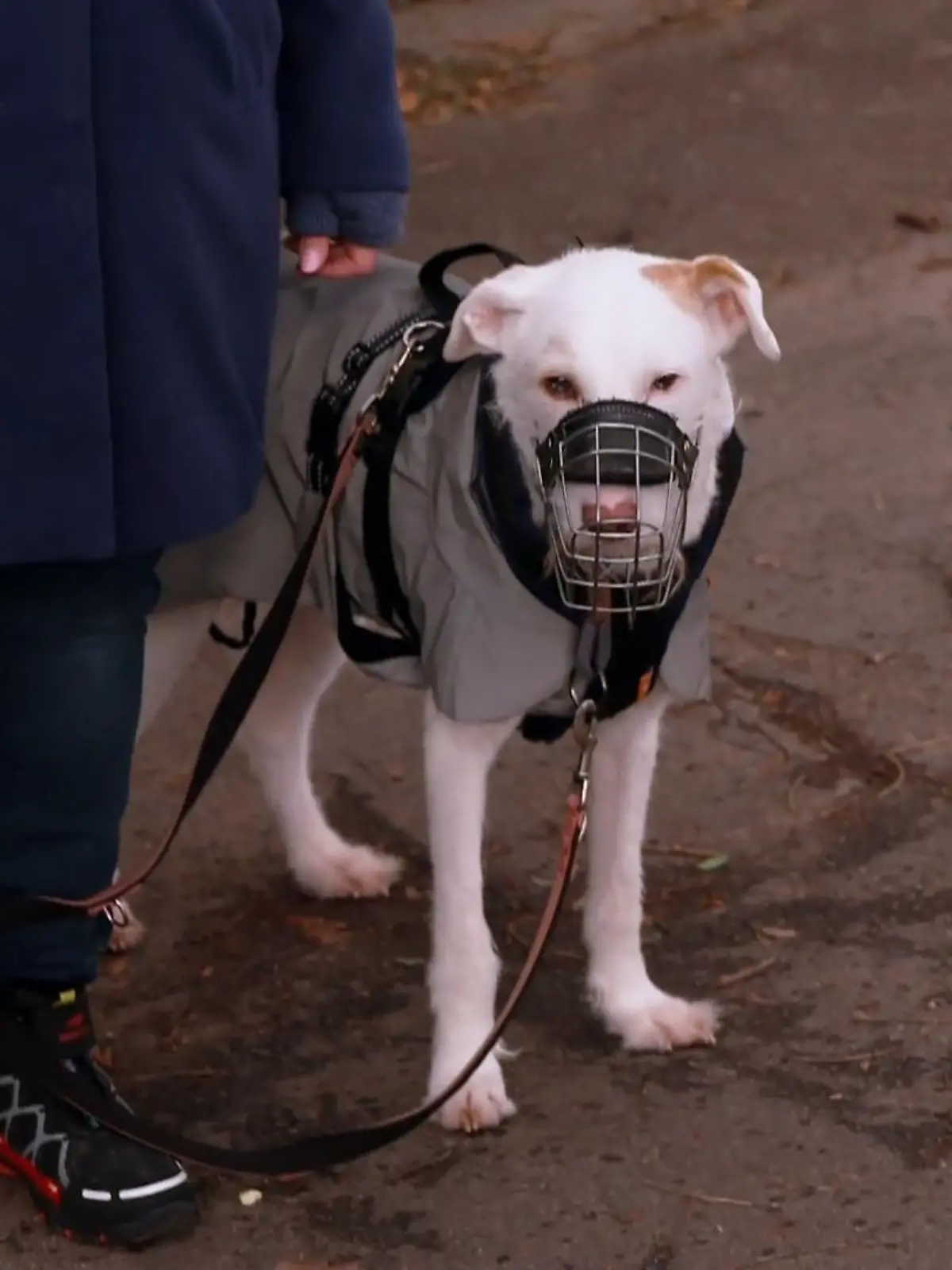 Bild zu: "Elvis genießt sein spätes Glück"