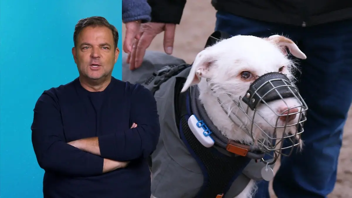 Elvis blüht förmlich auf Vom Sorgenkind zum Musterschüler