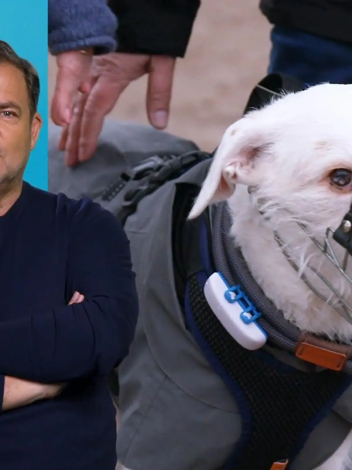 Bild zu: "Elvis blüht förmlich auf"