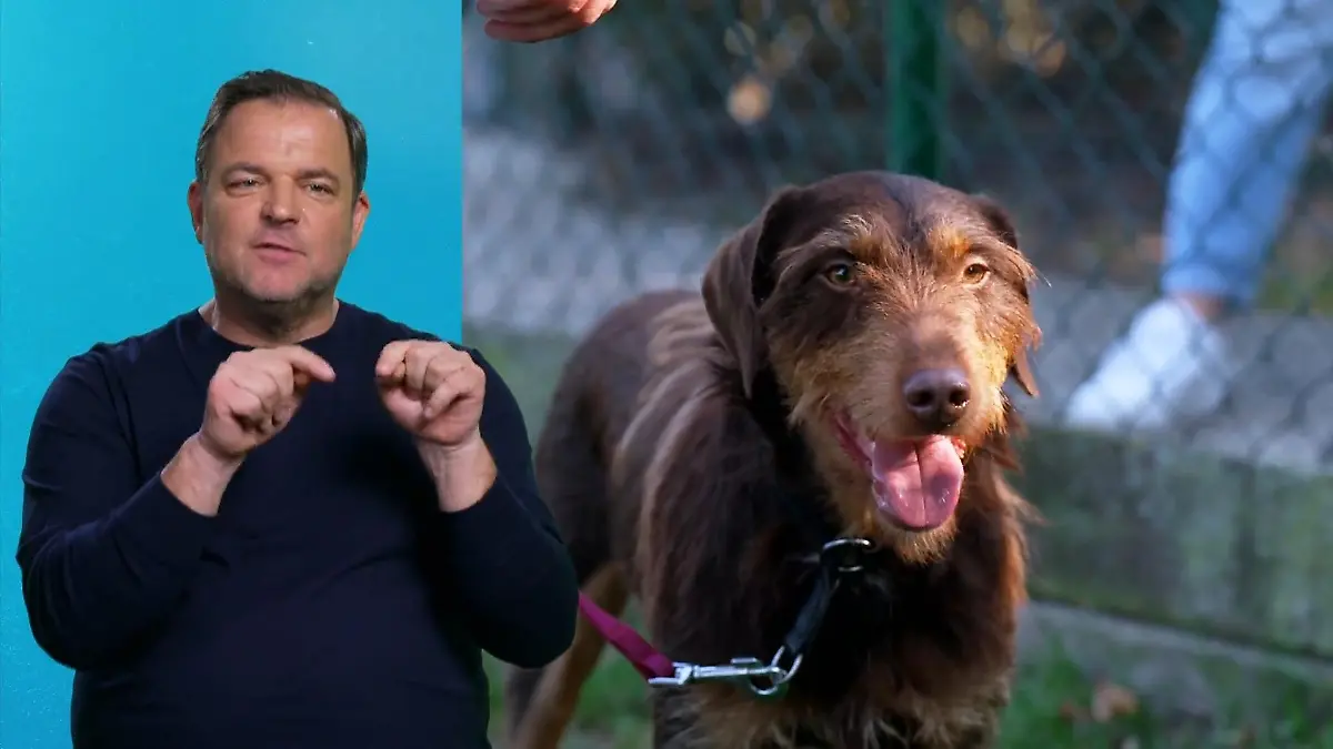 Kann Messi seine Jagdwut ablegen? Wildfang