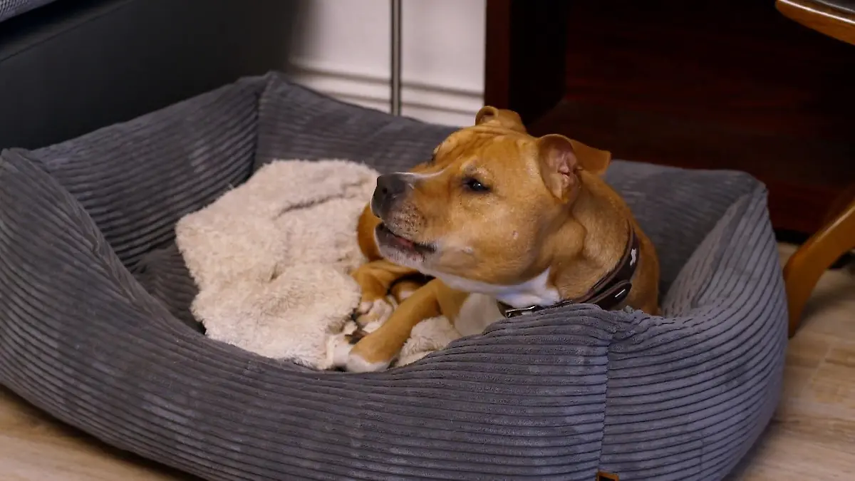 Geronimo kann nicht ohne seine Franciska sein Große Belastungsprobe