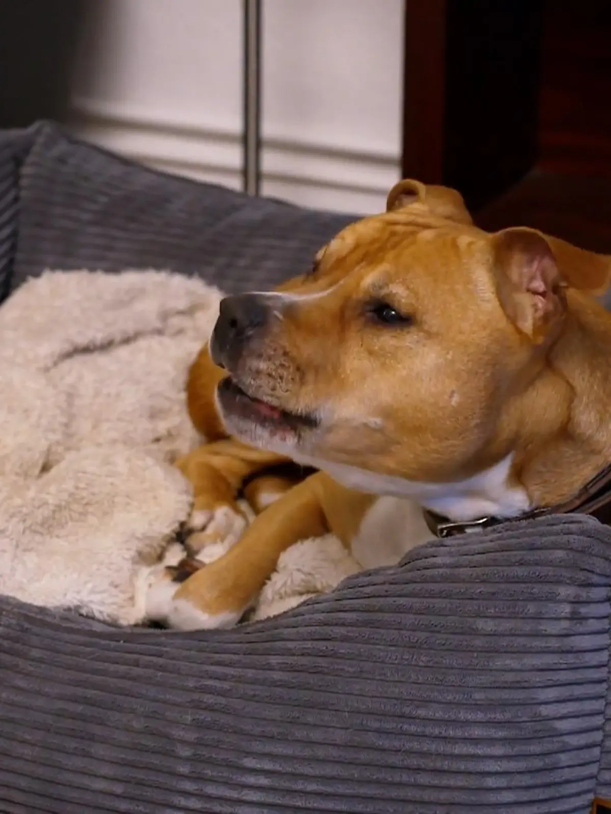 Bild zu: "Geronimo kann nicht ohne seine Franciska sein"