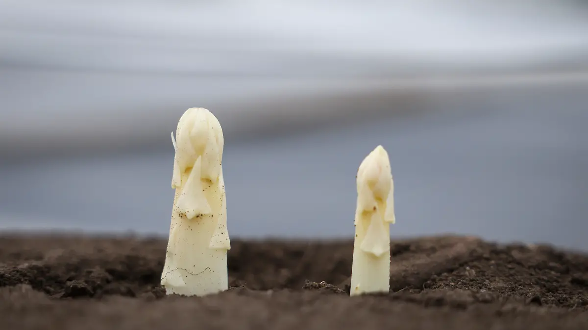 Spargelköpfe schauen aus einem Spargeldamm beim offiziellen Spargelanstich auf einem Spargelfeld. Am Mittwoch hat die Landwirtschaftskammer Schleswig-Holstein zum offiziellen Spargelanstich im "Spargelparadies" Hasenmoor eingeladen. +++ dpa-Bildfunk +++