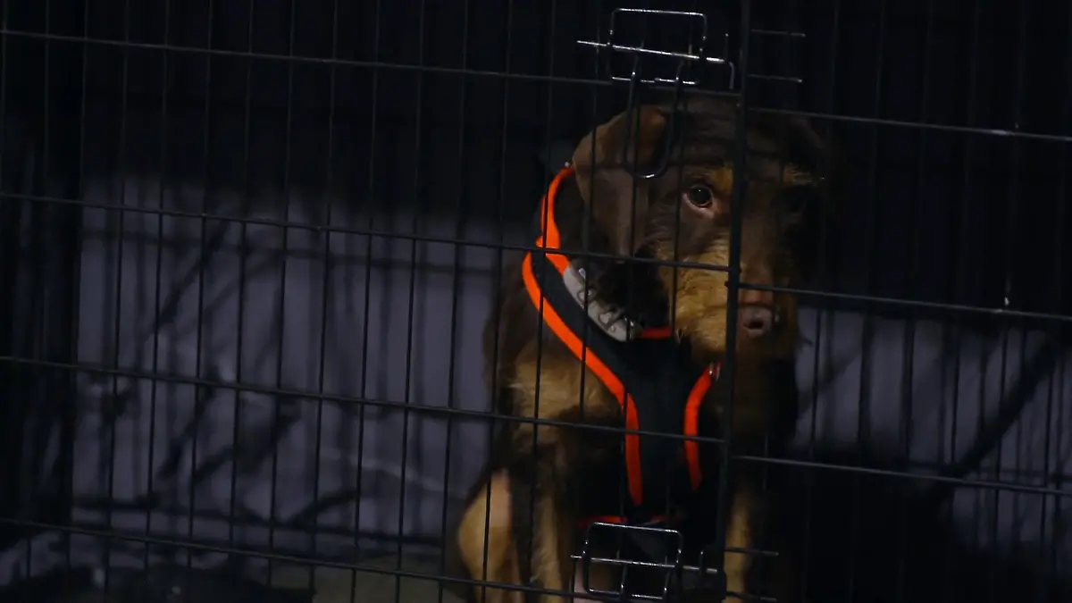 Messi zieht bei Trainerin Melle ein Zweite Chance