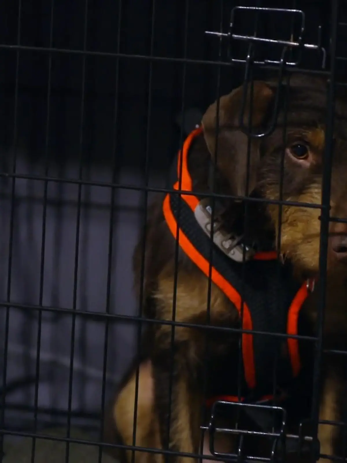 Bild zu: "Messi zieht bei Trainerin Melle ein"