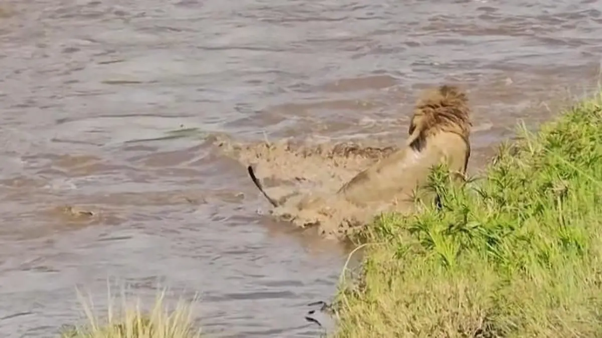 Der Krokodil-Attacke ausgeliefert! Löwe muss durch feindliches Revier schwimmen Vor den Safari-Touristen