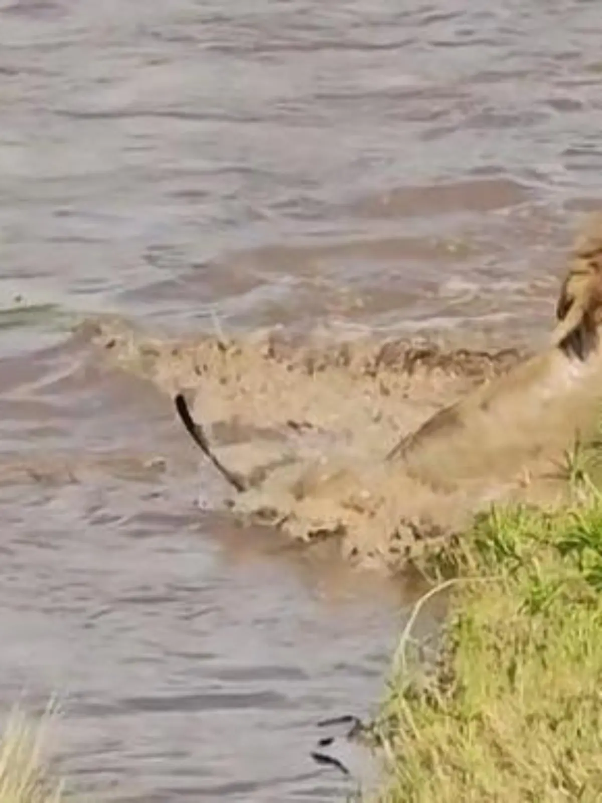 Bild zu: "Der Krokodil-Attacke ausgeliefert! Löwe muss durch feindliches Revier schwimmen"