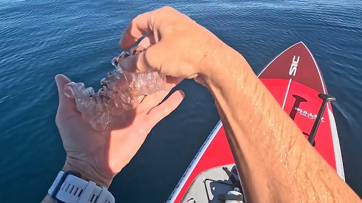 Plötzlich taucht Glibber-Kreatur auf – Paddler packt einfach zu! Unterwasser-Wesen ähnelt Alien