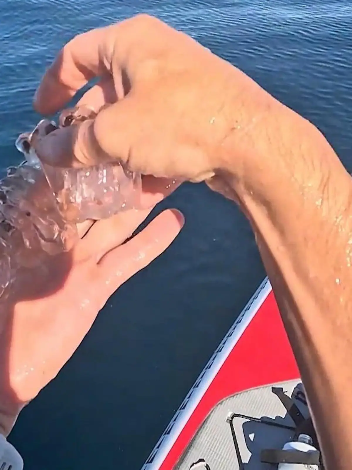 Bild zu: "Plötzlich taucht Glibber-Kreatur auf – Paddler packt einfach zu!"