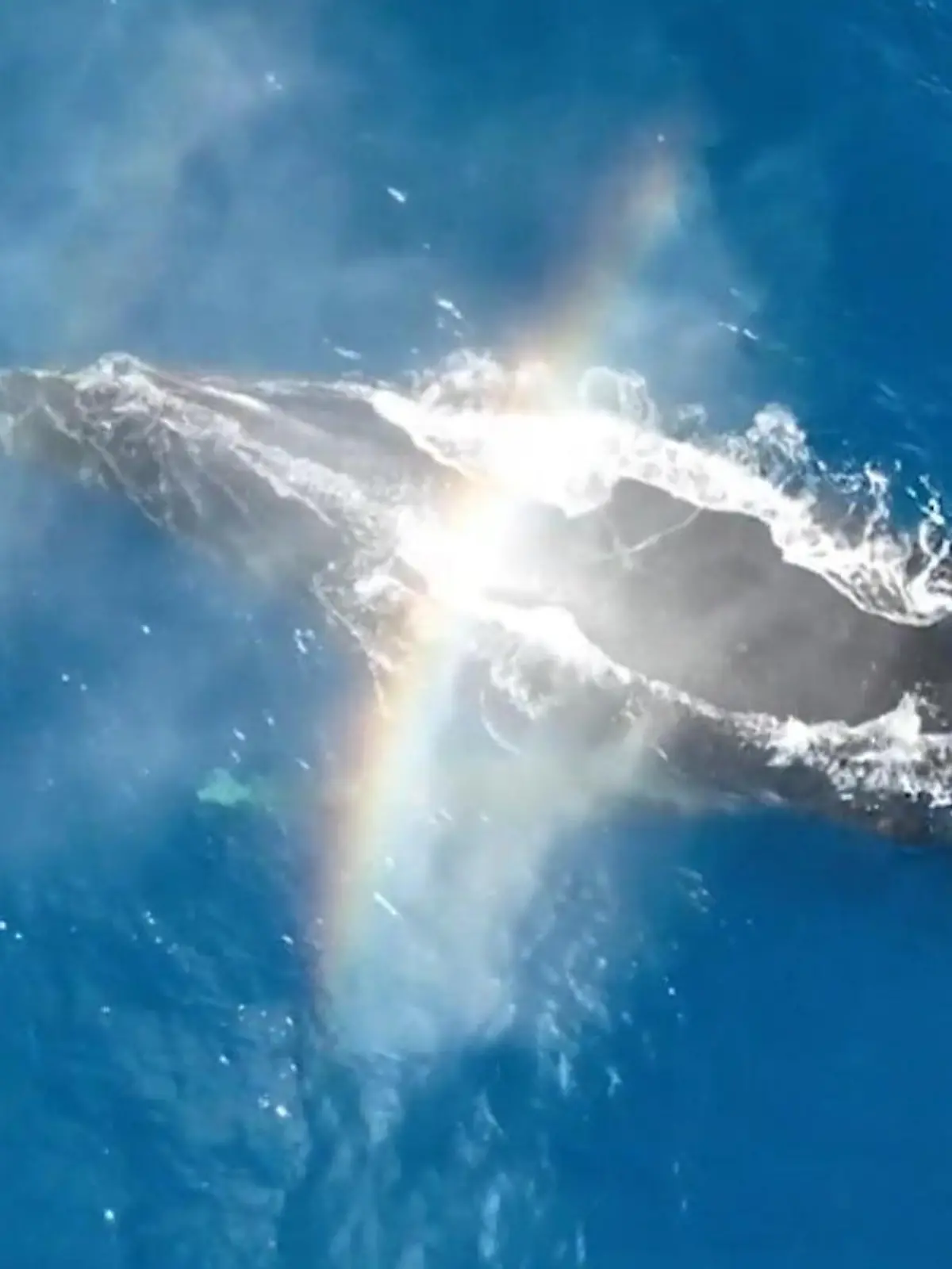 Bild zu: "Buckelwal erzeugt wunderschönen Regenbogen – durch Fontäne!"