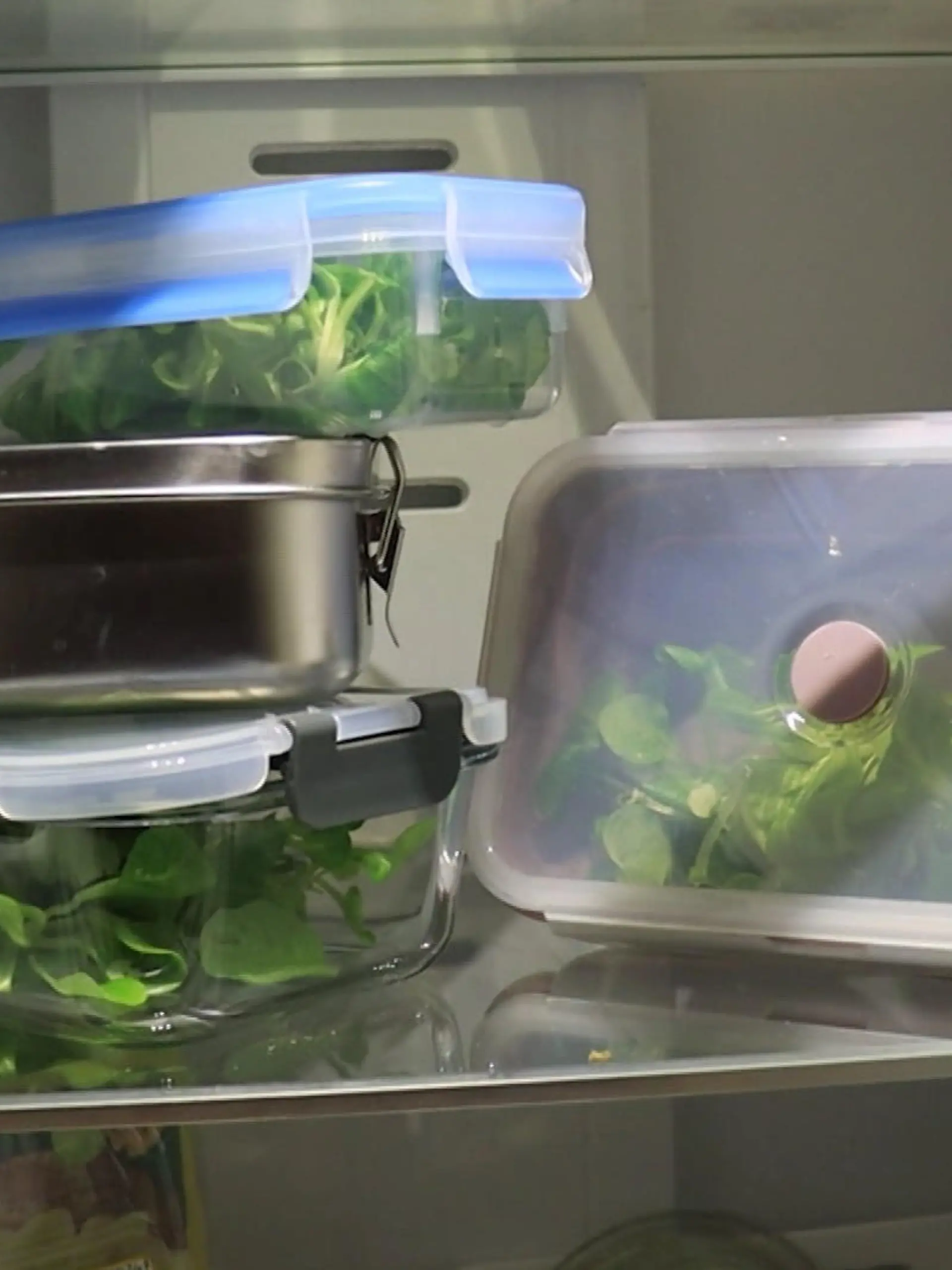 Bild zu: "Nur eine Lunchbox verfärbt im Test nicht"
