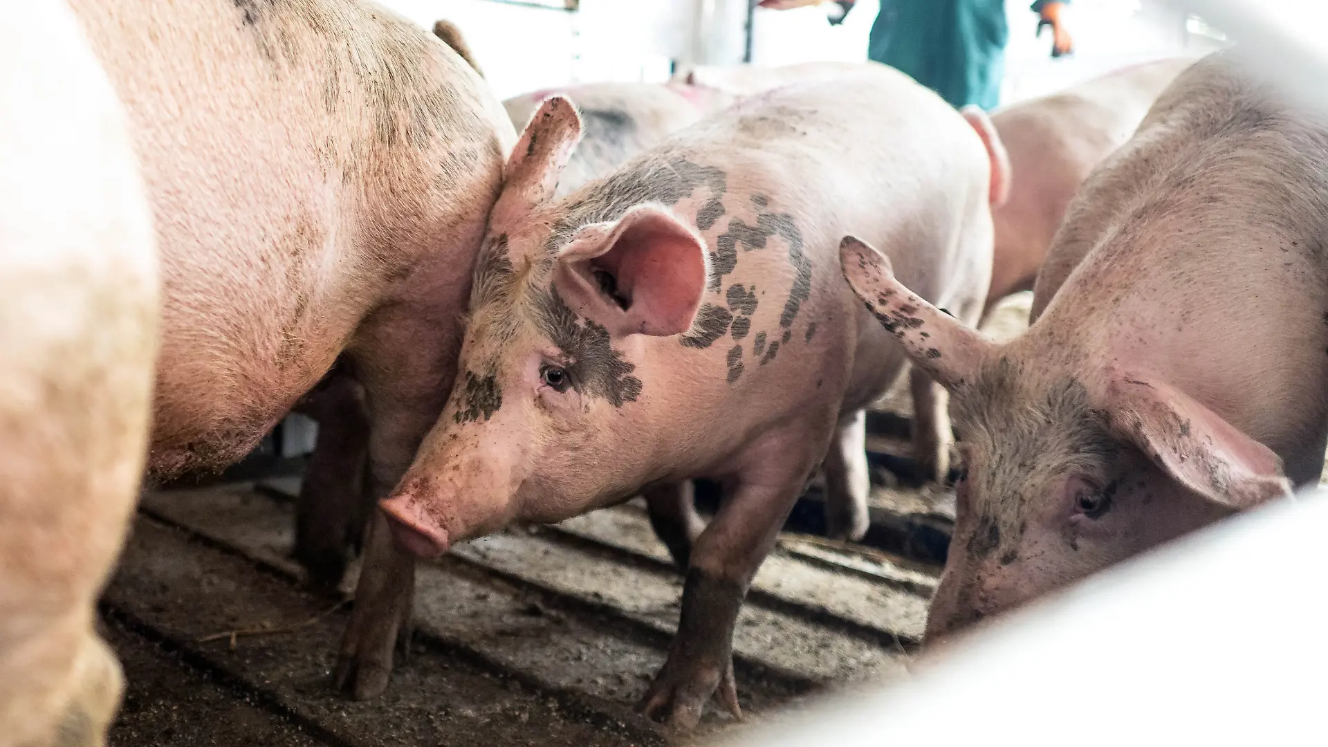 ARCHIV - 16.07.2025, Niedersachsen, Lohne: Schweine werden in einem Transporter zu einem Schlachthof gebracht. (zu dpa: «Videoüberwachung soll Pflicht in großen Schlachthöfen werden») Foto: Sina Schuldt/dpa +++ dpa-Bildfunk +++