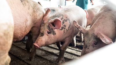 Schlachthof-Einbruch in Lohne: Tierschützer müssen nach OLG-