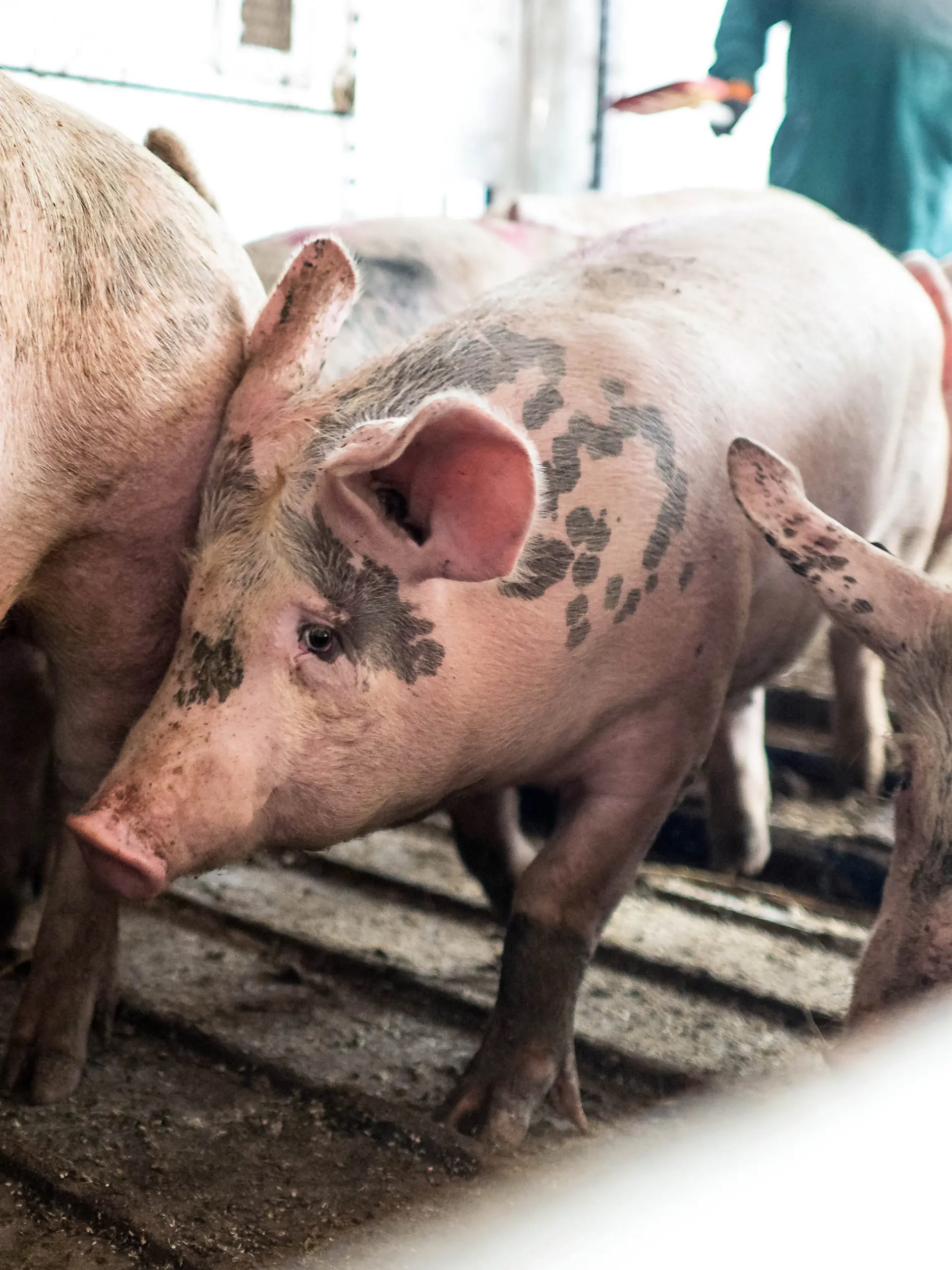 ARCHIV - 16.07.2025, Niedersachsen, Lohne: Schweine werden in einem Transporter zu einem Schlachthof gebracht. (zu dpa: «Videoüberwachung soll Pflicht in großen Schlachthöfen werden») Foto: Sina Schuldt/dpa +++ dpa-Bildfunk +++