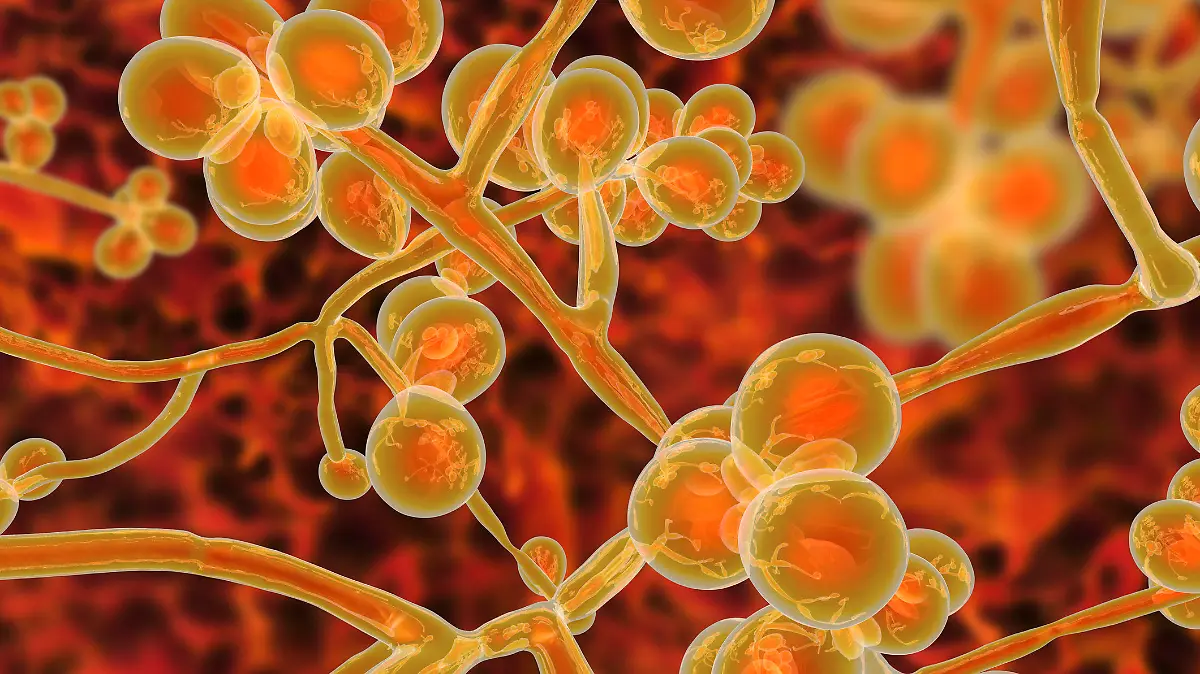 Candida auris, ein multiresistenter Hefepilz.
