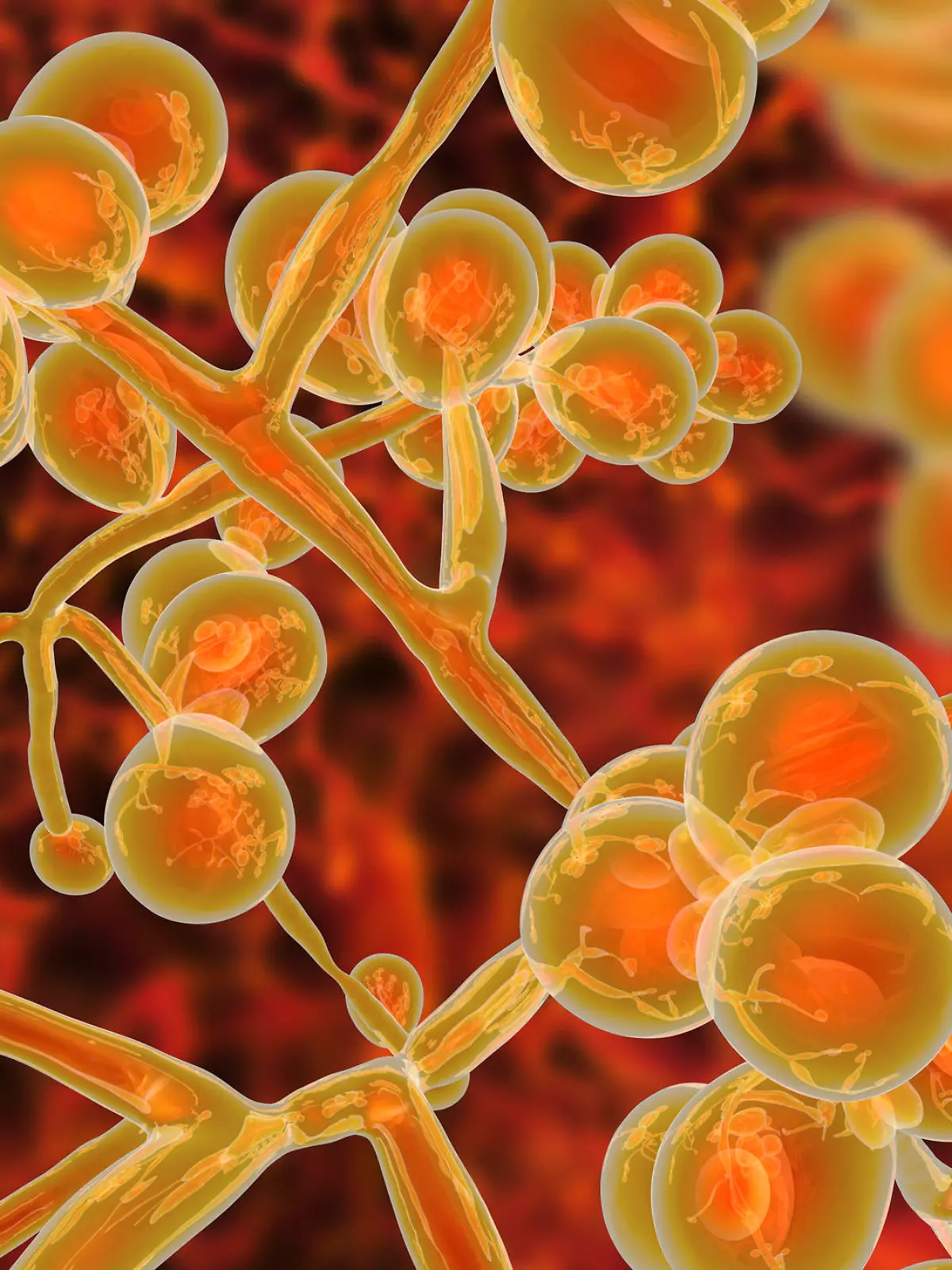 Candida auris, ein multiresistenter Hefepilz.