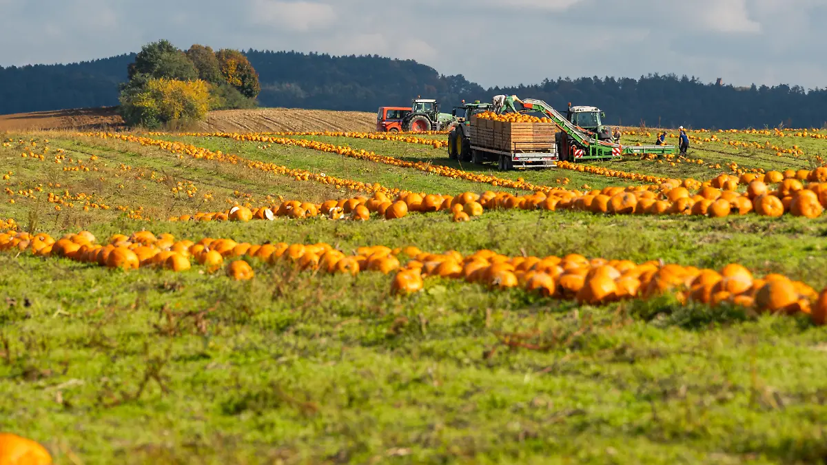 Feldarbeiter und Traktoren bei der Kürbisernte auf einem Feld in Bayern im Herbst. Reife Kürbisse werden für den Abtransport gesammelt