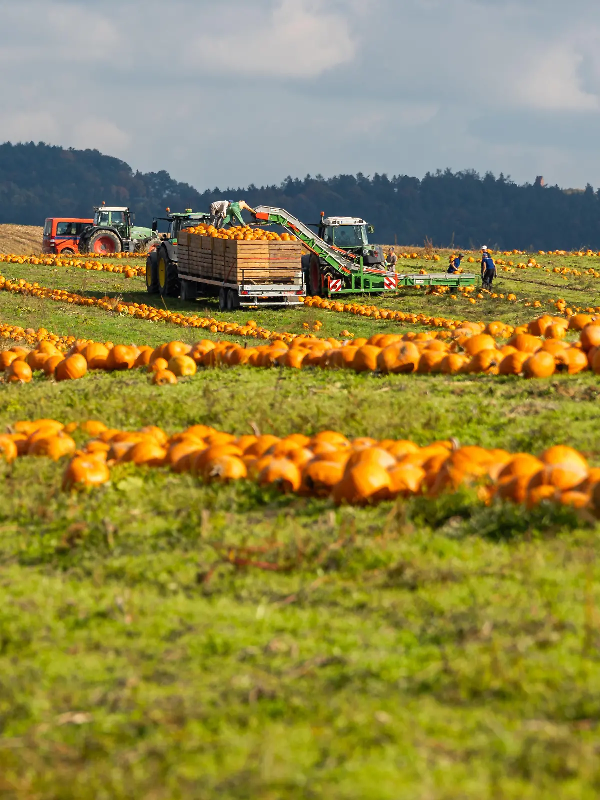 Feldarbeiter und Traktoren bei der Kürbisernte auf einem Feld in Bayern im Herbst. Reife Kürbisse werden für den Abtransport gesammelt