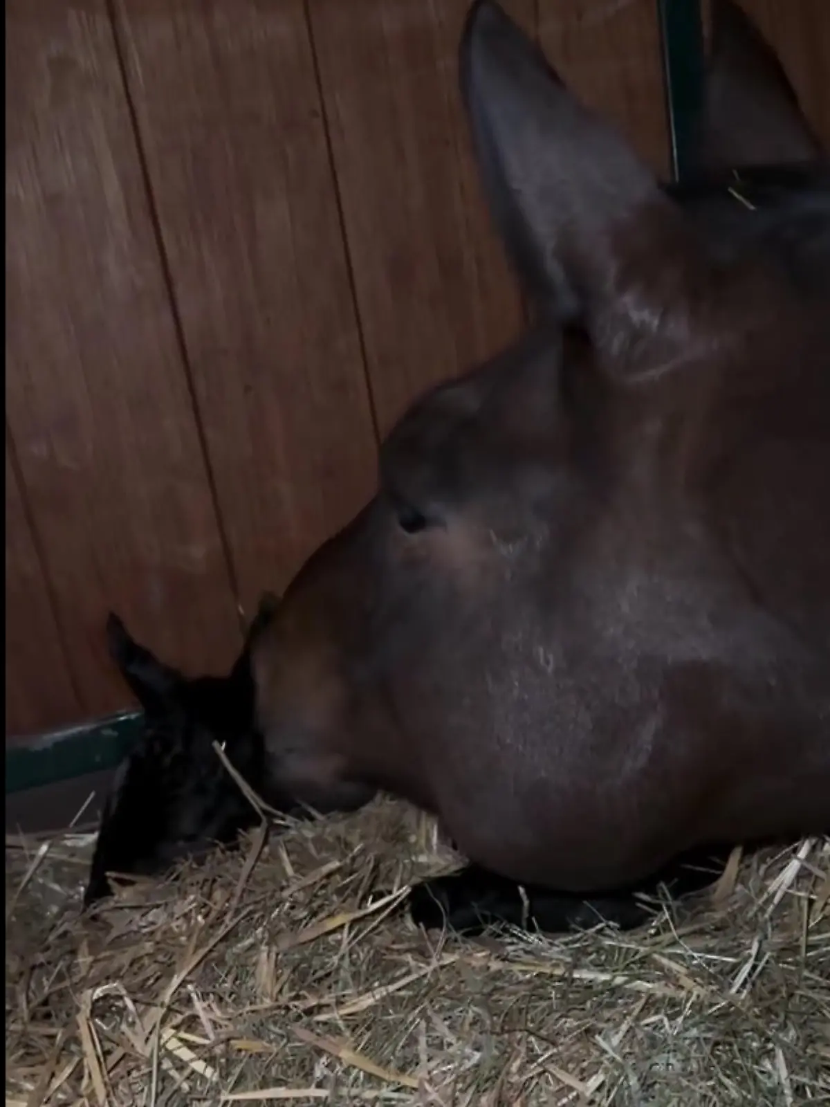 Bild zu: "Baby-News! Gold-Stute Dalera bringt Stut-Fohlen zur Welt"