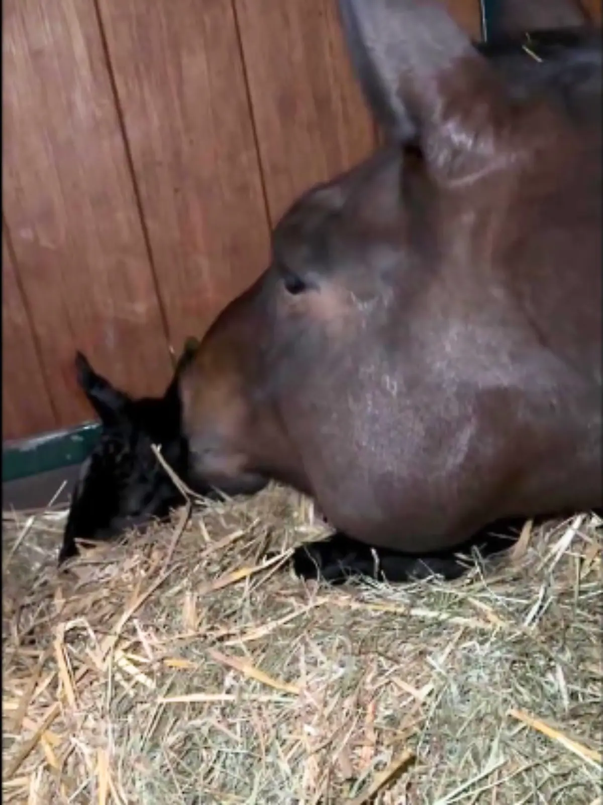 Bild zu: "Baby-News! Gold-Stute Dalera bringt Stut-Fohlen zur Welt"