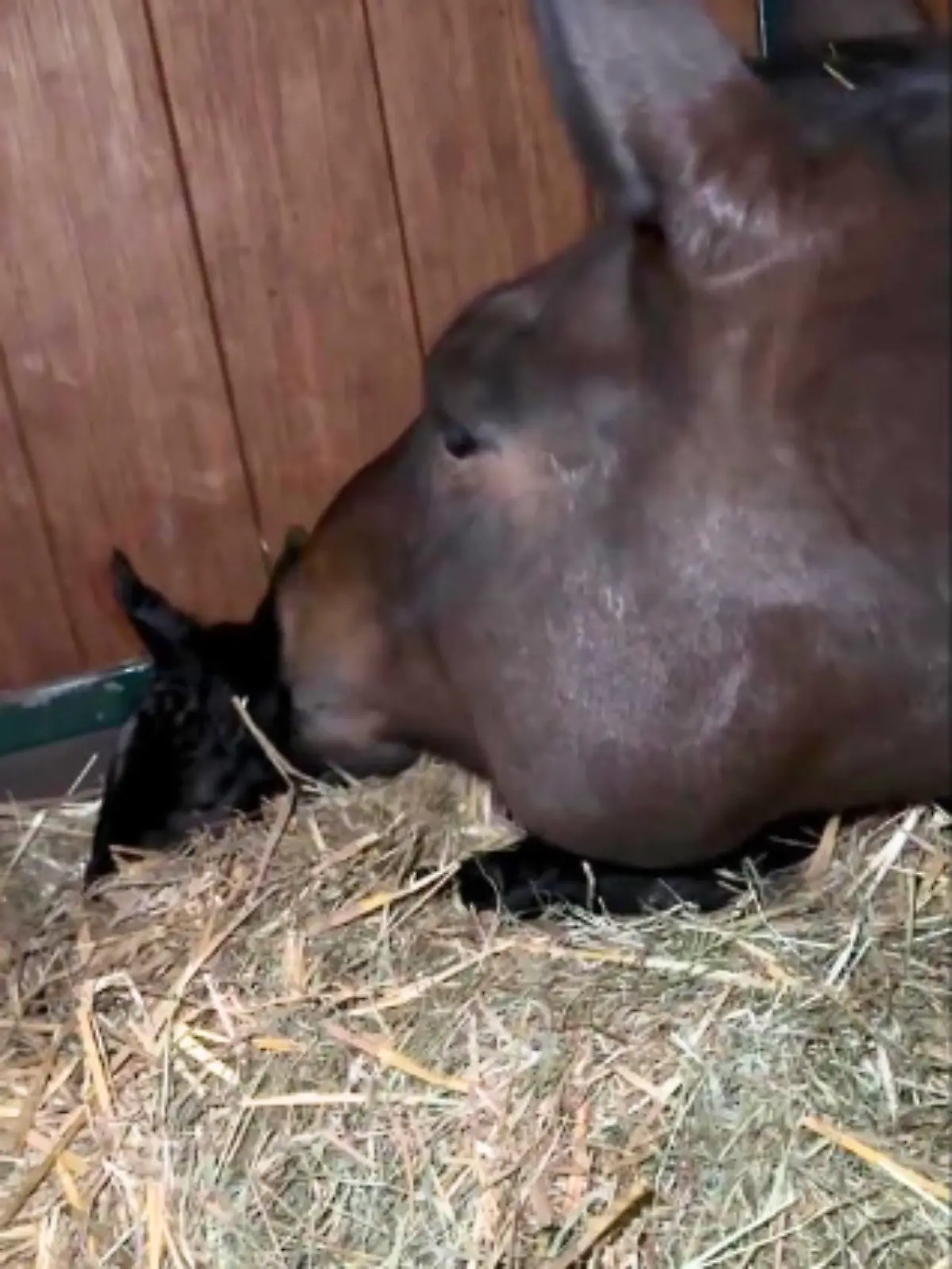 Bild zu: "HÜrra! Hier schmust Deutschlands neue Gold-Hoffnung"