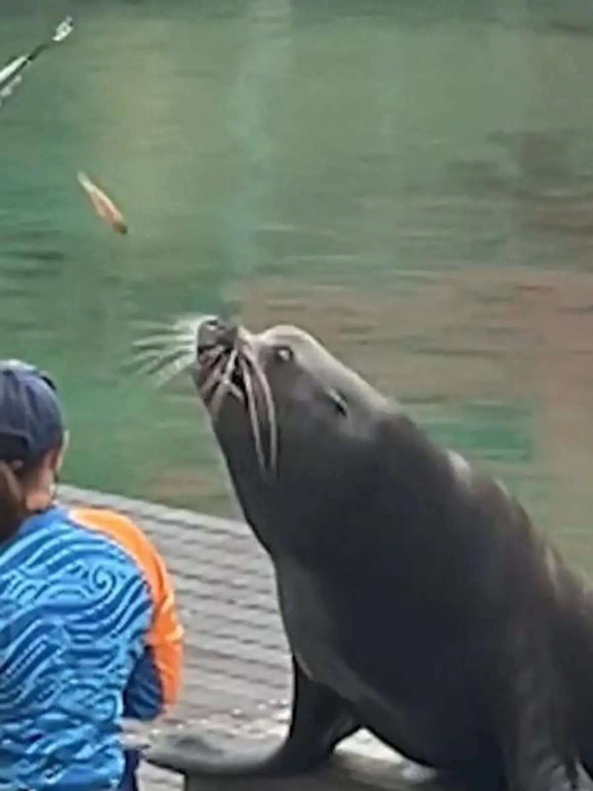 Bild zu: "Stress im Anflug? DAMIT stiehlt Möwe Seelöwe die Show"