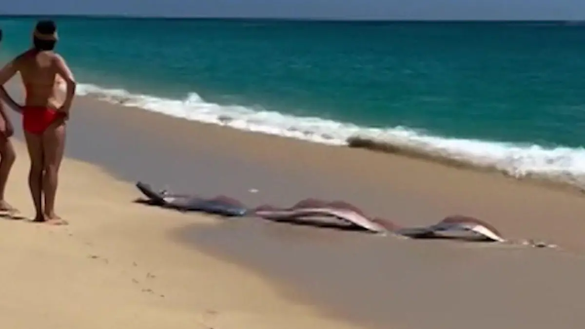 Mysteriöse Tiefsee-Monster in Mexiko angespült – direkt vor Touristen! Seltener Fund am Strand