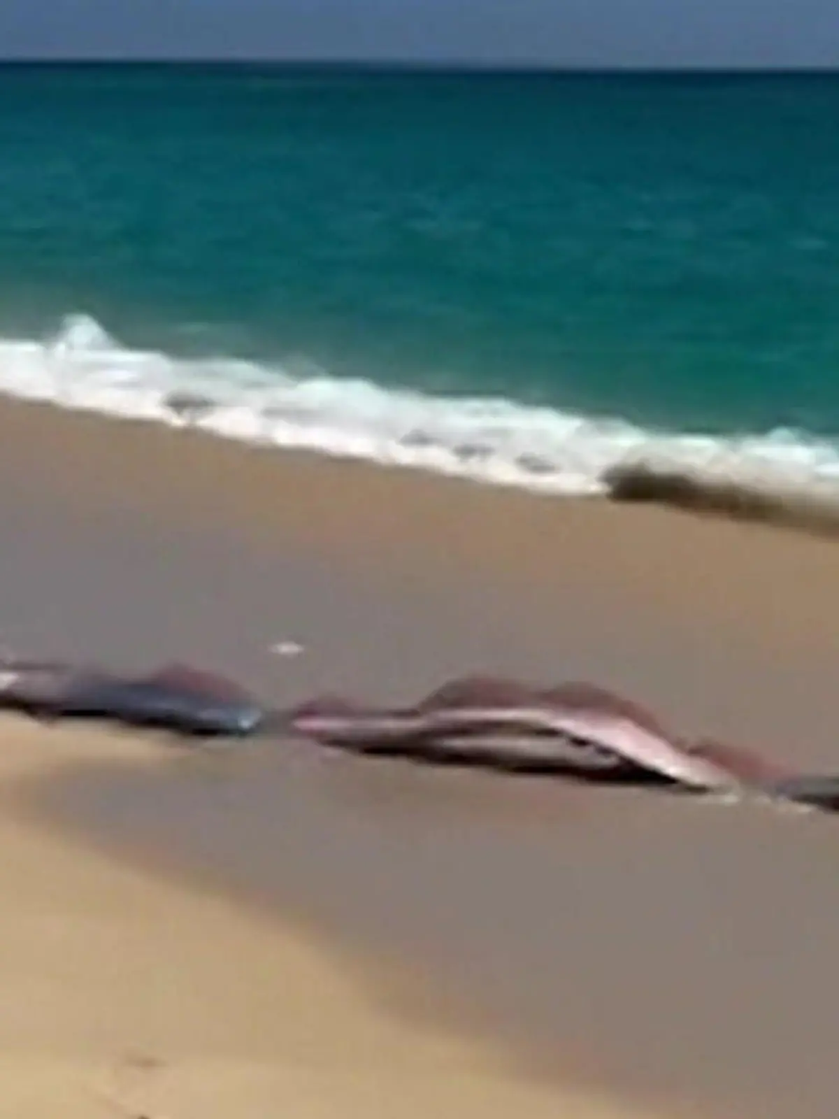 Bild zu: "Mysteriöse Tiefsee-Monster in Mexiko angespült – direkt vor Touristen!"