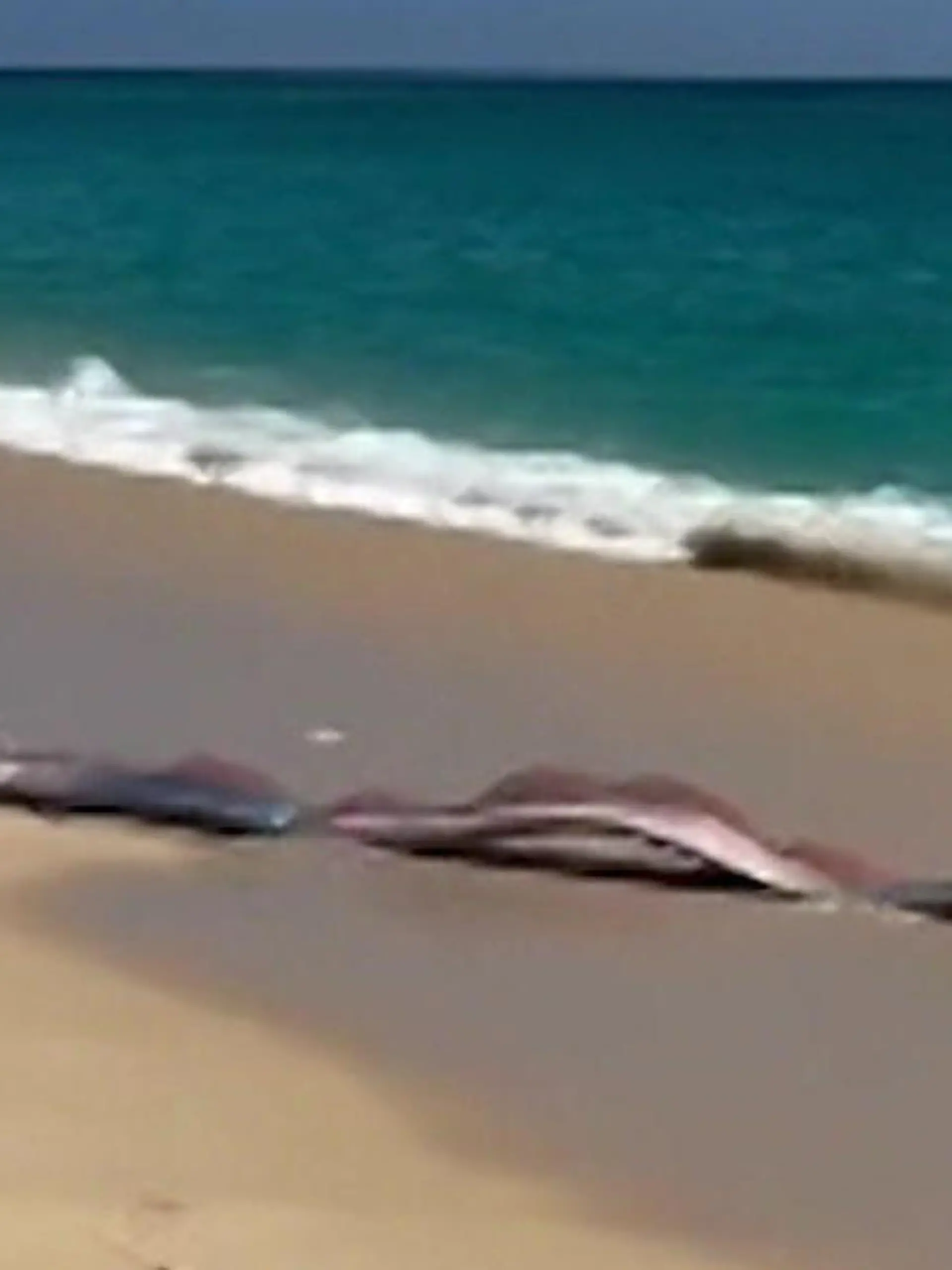 Bild zu: "Mysteriöse Tiefsee-Monster in Mexiko angespült – direkt vor Touristen!"