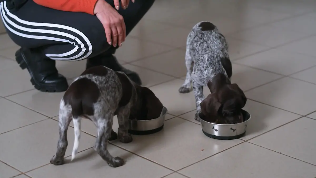 Tierheim Greiz: 10 Neuzugänge mit Anspruch Jagdhunde im Tierheim