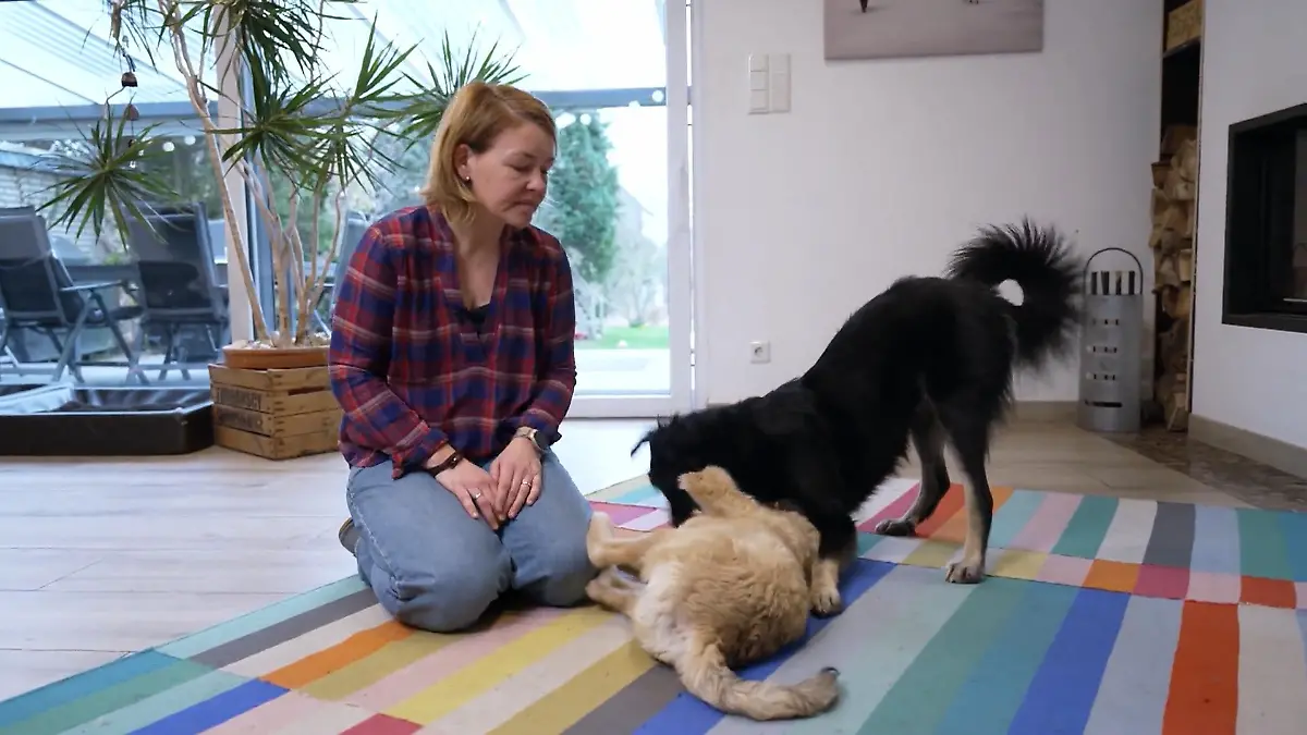 Zwei Wochen zuhause – und schon Teil des Rudels Jabba ist angekommen