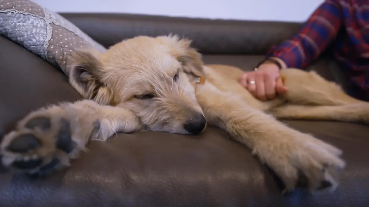Jabba muss bei Familie Schütz ausziehen Nur Pflegefamilie