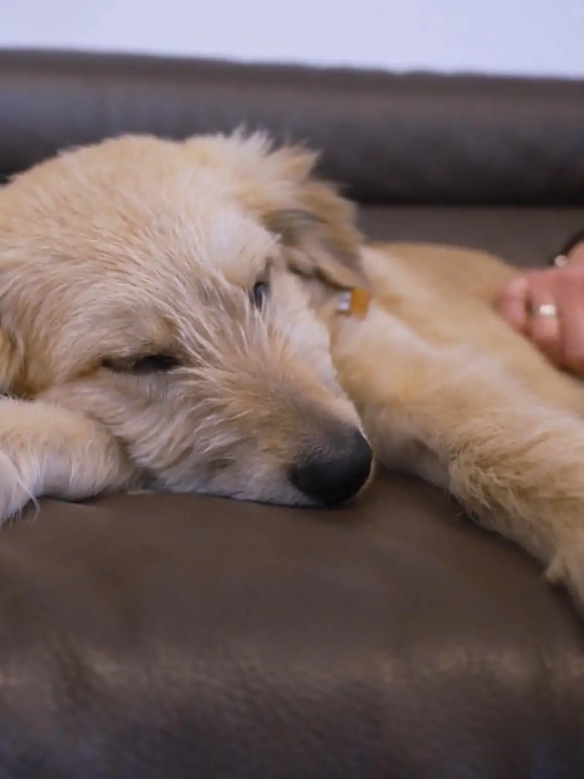 Bild zu: "Jabba muss bei Familie Schütz ausziehen"