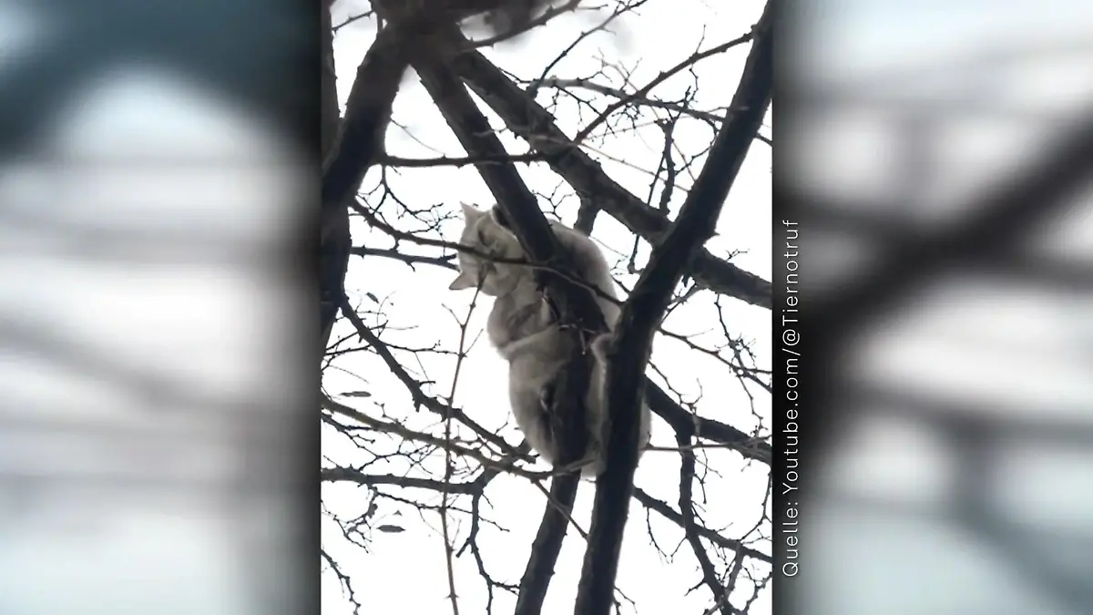 Wenn Vogel, Katze und Co. in der Klemme sitzen Tiernotretter rückt aus