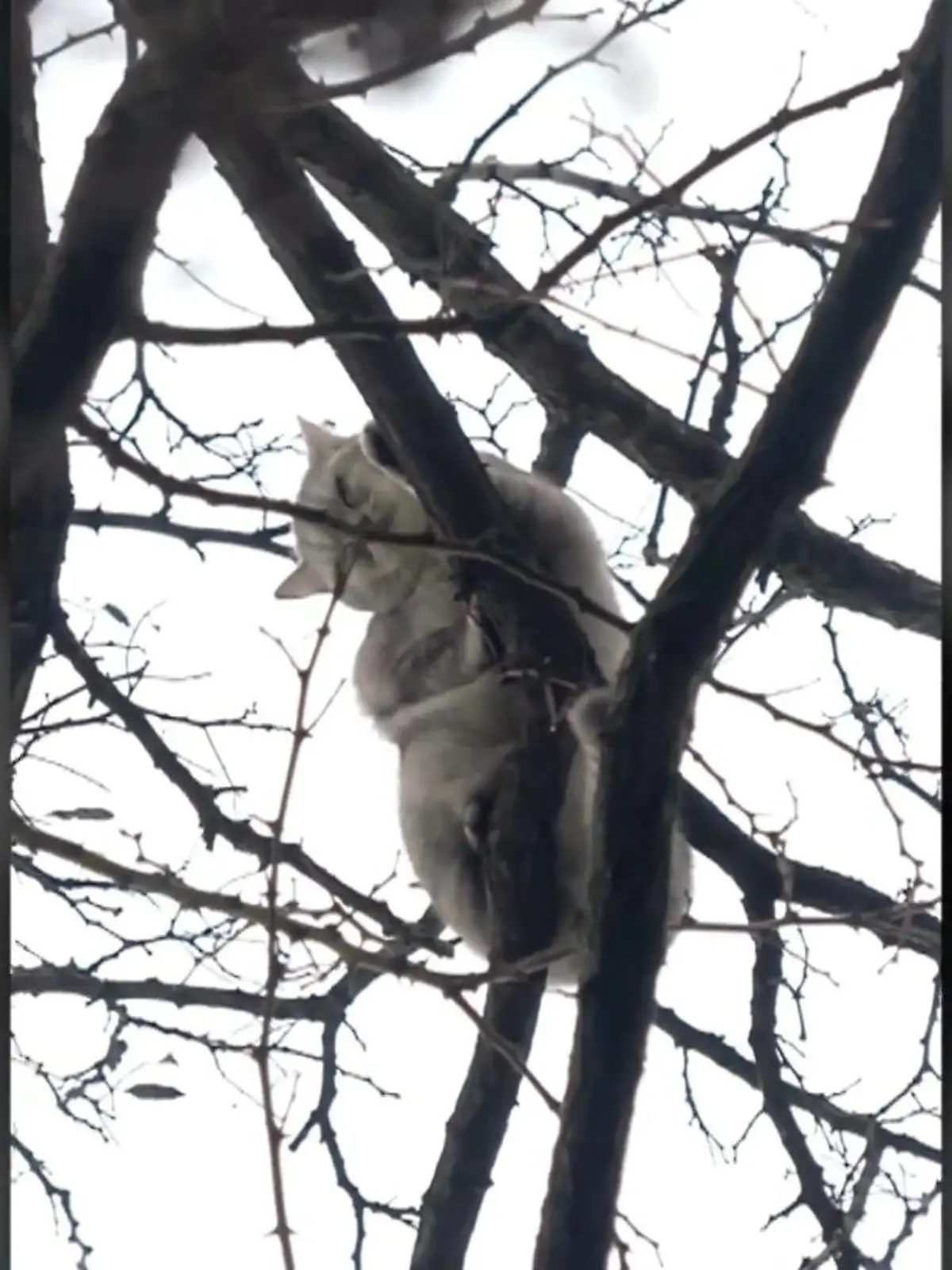 Bild zu: "Wenn Vogel, Katze und Co. in der Klemme sitzen"